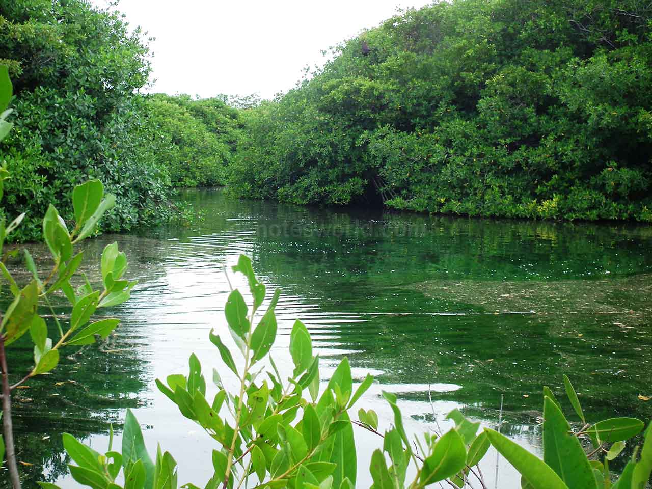 Casa Cenote