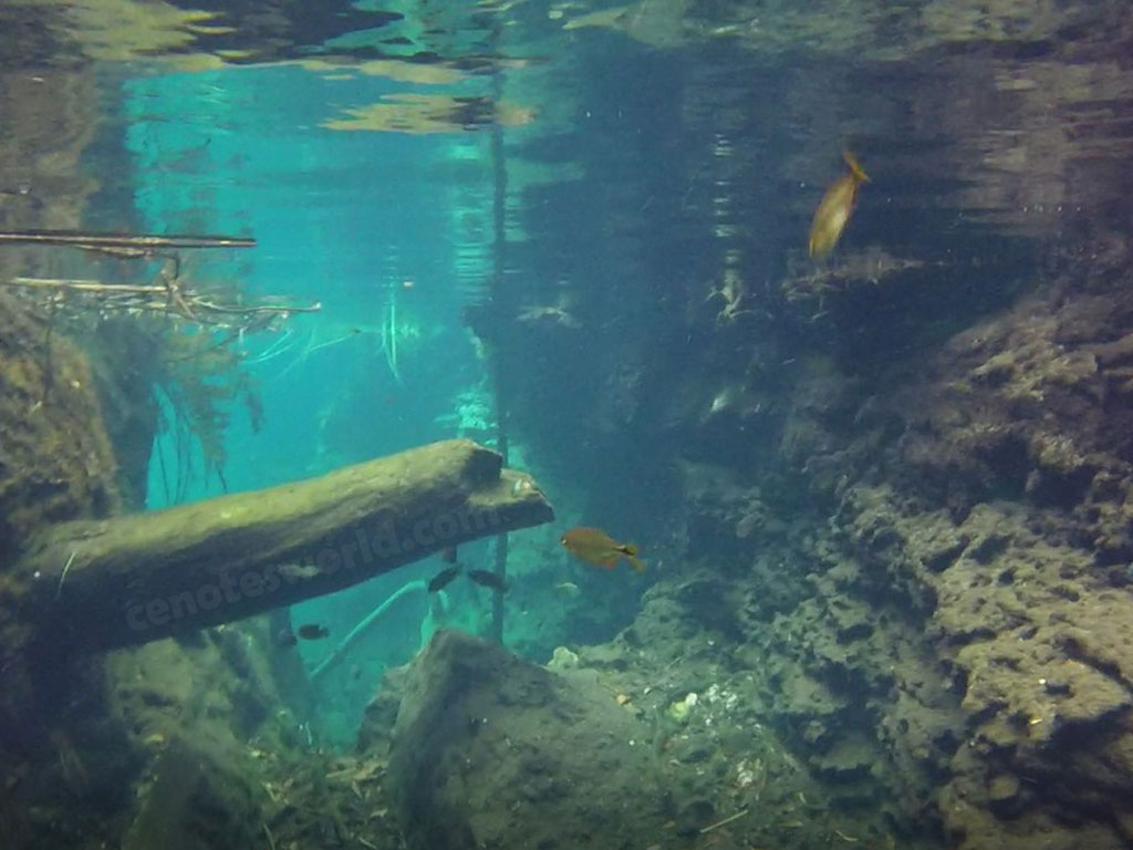 Cenote Cristal y Cenote Escondido 2x1